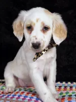 Quaker Lemon long coat, a female Dalmatian for sale in Cape May, NJ – Photo 8 of 10