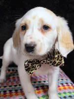Quaker Lemon long coat, a female Dalmatian for sale in Cape May, NJ – Photo 3 of 10