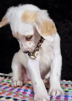 Quaker Lemon long coat, a female Dalmatian for sale in Cape May, NJ – Photo 6 of 10