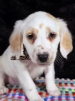Quaker Lemon long coat, a female Dalmatian for sale in Cape May, NJ – Photo 5 of 10