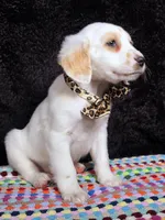 Quaker Lemon long coat, a female Dalmatian for sale in Cape May, NJ – Photo 7 of 10