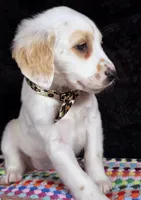 Quaker Lemon long coat, a female Dalmatian for sale in Cape May, NJ – Photo 9 of 10