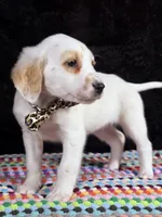Quaker Lemon long coat, a female Dalmatian for sale in Cape May, NJ – Photo 4 of 10