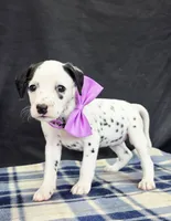Dilly purple , a female Dalmatian for sale in Cape May, NJ – 10 of 10