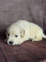 Golden white, a female Golden Retriever for sale in Cape May, NJ – 8 of 10