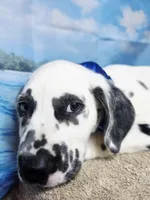 Fraidy blue LUA, a male Dalmatian for sale in Cape May, NJ – 4 of 10