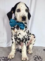 Zoomy aqua tri-color , a female Dalmatian for sale in Cape May, NJ – 5 of 10