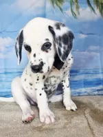 Fraidy black.LUA, a male Dalmatian for sale in Cape May, NJ – 6 of 10