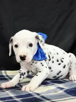 Dilly blue, a male Dalmatian for sale in Cape May, NJ – 9 of 10