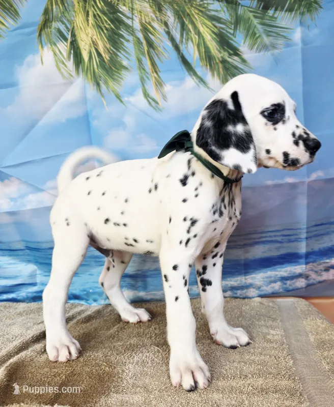 Fraidy green LUA  – Dalmatian puppy for sale in Cape May, NJ