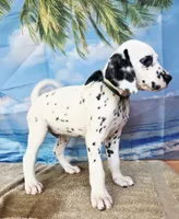 Fraidy green LUA , a male Dalmatian for sale in Cape May, NJ – 1 of 10