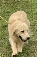 AKC full rights Golden , a male Golden Retriever for sale in Cape May, NJ – 3 of 9