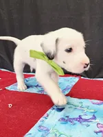 Opal green long coat, a male Dalmatian for sale in Cape May, NJ – 3 of 6
