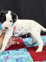 Opal blue fluff, a male Dalmatian for sale in Cape May, NJ – 6 of 9