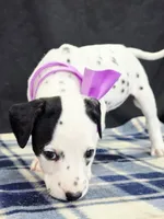 Dilly purple , a female Dalmatian for sale in Cape May, NJ – 3 of 10