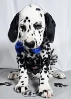 Zoomy blue , a male Dalmatian for sale in Cape May, NJ – 2 of 10