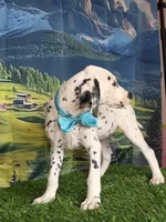 Aphrodite aqua LUA, a female Dalmatian for sale in Cape May, NJ – 2 of 6