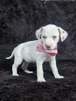 Harley pink , a male Dalmatian for sale in Cape May, NJ – Photo 10 of 10