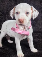 Harley pink , a male Dalmatian for sale in Cape May, NJ – Photo 5 of 10