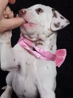 Harley pink , a male Dalmatian for sale in Cape May, NJ – Photo 6 of 10