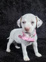Harley pink , a male Dalmatian for sale in Cape May, NJ – Photo 9 of 10