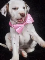 Harley pink , a male Dalmatian for sale in Cape May, NJ – Photo 8 of 10