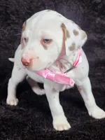 Harley pink , a male Dalmatian for sale in Cape May, NJ – Photo 1 of 10