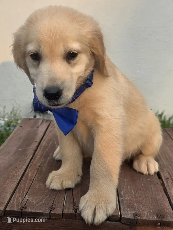 Golden blue – Golden Retriever puppy for sale in Cape May, NJ