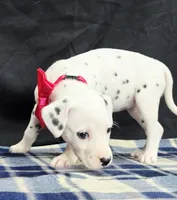 Dilly pink , a female Dalmatian for sale in Cape May, NJ – 3 of 10