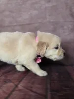 Golden pink, a female Golden Retriever for sale in Cape May, NJ – 3 of 8