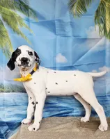 Fraidy yellow lua, a female Dalmatian for sale in Cape May, NJ – 3 of 10