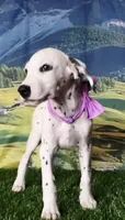Aphrodite purple LUA , a female Dalmatian for sale in Cape May, NJ – 3 of 10