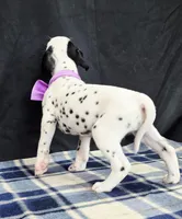 Dilly purple , a female Dalmatian for sale in Cape May, NJ – 8 of 10