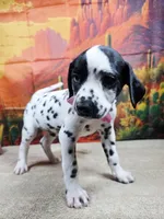 Carmella pink, a female Dalmatian for sale in Cape May, NJ – 6 of 10