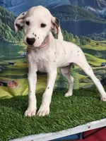 Aphrodite pink LUA, a female Dalmatian for sale in Cape May, NJ – 9 of 10