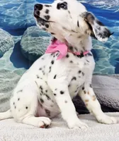 Jacora long coat tricolor , a female Dalmatian for sale in Cape May, NJ – 6 of 10
