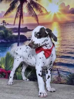 Karma red , a male Dalmatian for sale in Cape May, NJ – 3 of 10