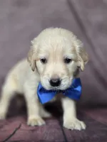 Golden blue, a male Golden Retriever for sale in Cape May, NJ – 10 of 10