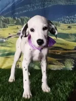 Aphrodite purple LUA , a female Dalmatian for sale in Cape May, NJ – 7 of 10