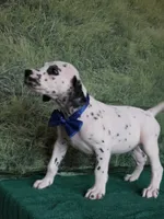 Mila blue , a male Dalmatian for sale in Cape May, NJ – 7 of 10