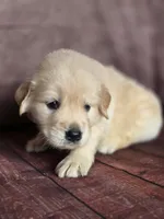 Golden pink, a female Golden Retriever for sale in Cape May, NJ – 8 of 8