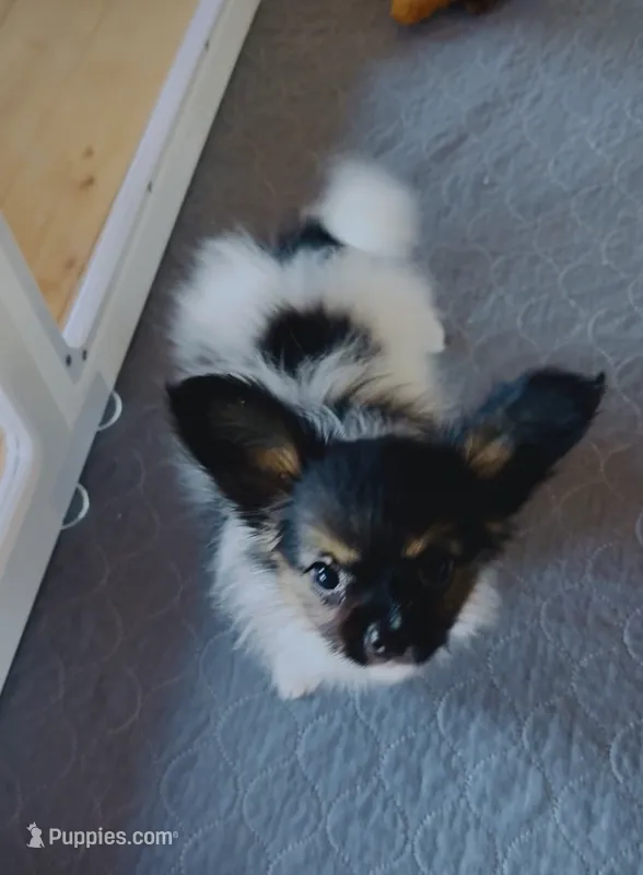 Treble  – Papillon puppy for sale in Brunswick, ME