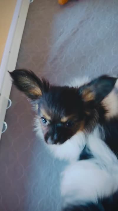 Treble , a male Papillon for sale in Brunswick, ME – 3 of 3