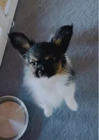 Treble , a male Papillon for sale in Brunswick, ME – 2 of 3