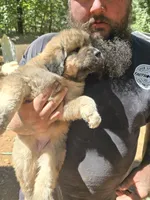 Female tan with gray, a female Great Pyrenees and Newfoundland for sale in Magalia, CA – 4 of 7