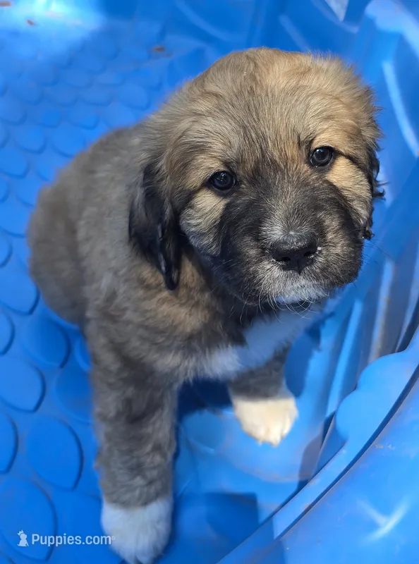 Tan female – Great Pyrenees, Newfoundland puppy for sale in Magalia, CA