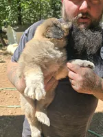 Female tan with gray, a female Great Pyrenees and Newfoundland for sale in Magalia, CA – 3 of 7