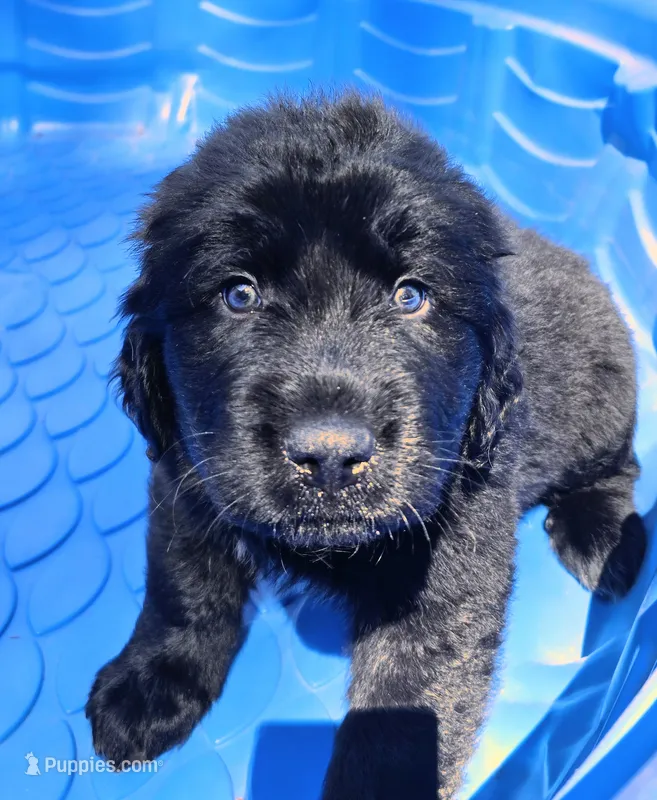 Solid black male – Great Pyrenees puppy for sale in Magalia, CA