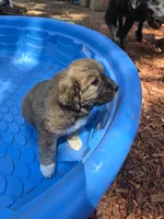 Tan female, a female Great Pyrenees and Newfoundland for sale in Magalia, CA – 5 of 8