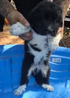 Male black and white puppy, a male Great Pyrenees for sale in Magalia, CA – 3 of 6